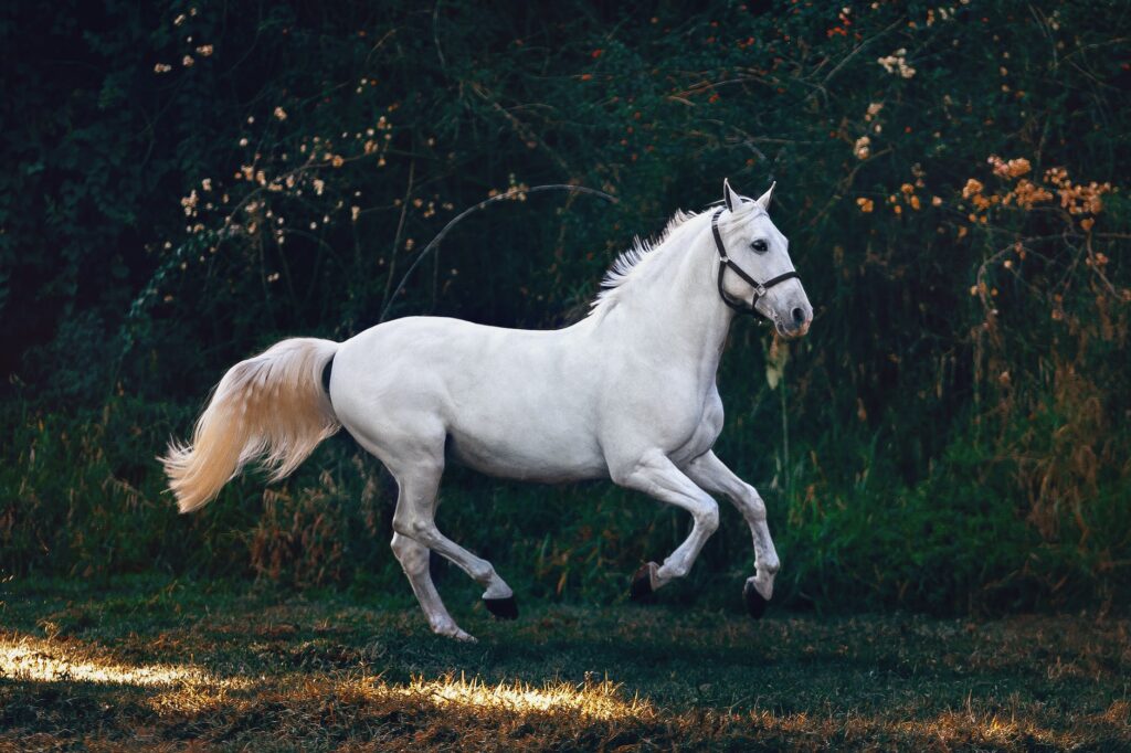 white horse on green grass